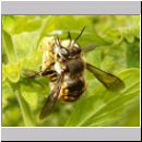 Anthidium manicatum - Grosse Wollbiene 01 Paarung auf Melissa officinalis-Zitronenmelisse.jpg